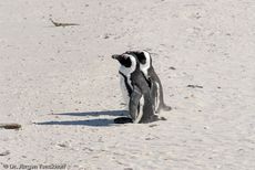 Brillenpinguin (134 von 148).jpg